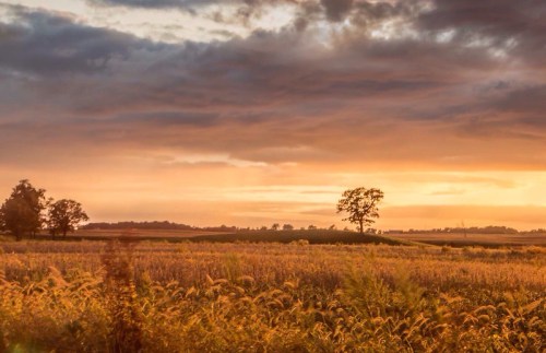 A serene landscape at sunset, featuring golden fields and a solitary tree against a colorful sky.