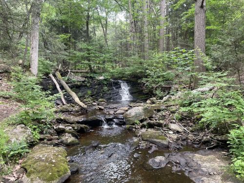 A serene forest scene featuring a small waterfall cascading over rocks into a tranquil stream surrounded by lush greenery.
