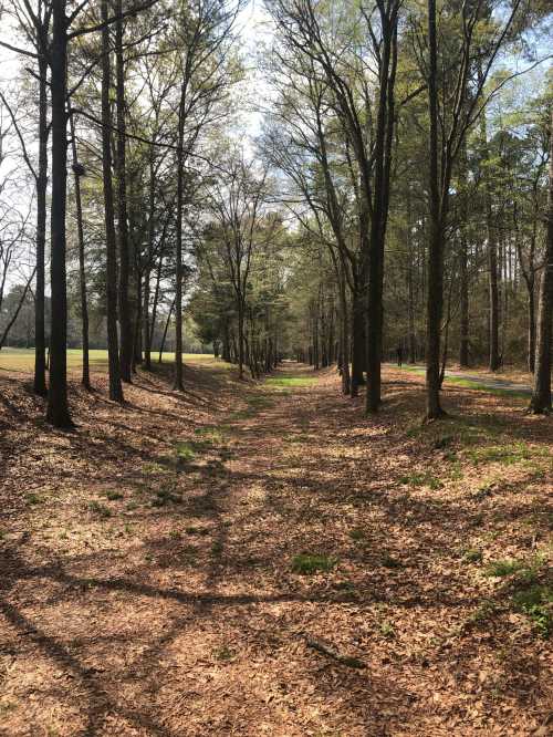 A serene forest path lined with trees, sunlight filtering through leaves, and a carpet of fallen leaves on the ground.