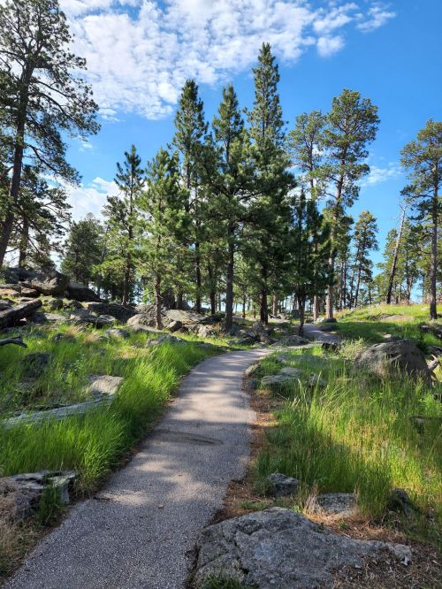 A winding path through a lush green forest with tall pine trees and a bright blue sky.