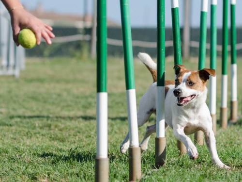 A playful dog runs through agility poles, excitedly chasing a tennis ball thrown by a person.