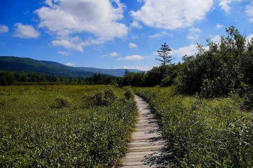 A wooden path winds through a lush green landscape under a blue sky with fluffy clouds and distant mountains.