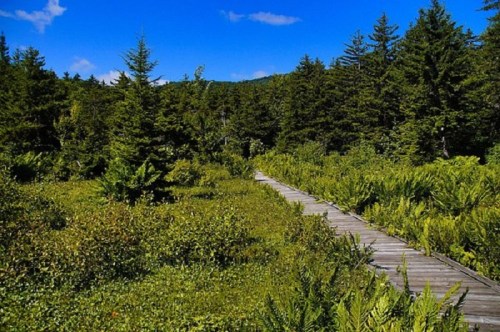 A wooden boardwalk winds through lush greenery and trees under a bright blue sky.
