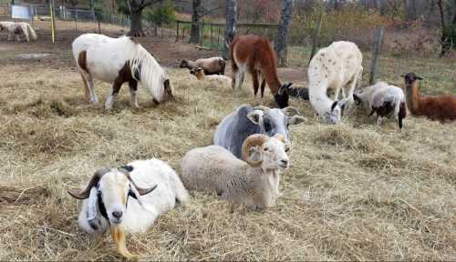 A variety of farm animals, including goats, sheep, llamas, and ponies, grazing and resting on hay in a pasture.