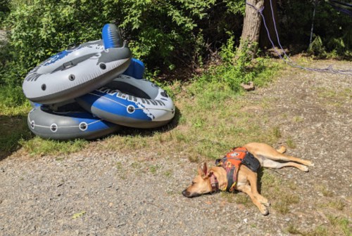 A dog in a harness lies on the ground beside stacked inflatable tubes in a wooded area.