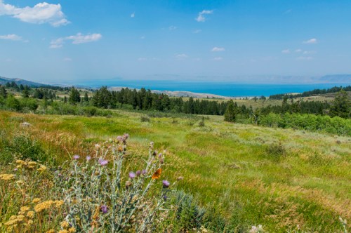 A scenic view of a lush green landscape with wildflowers, rolling hills, and a blue lake under a clear sky.