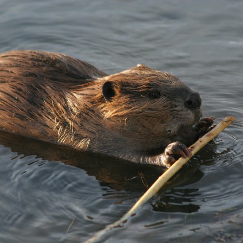 A beaver swimming in water, holding a stick with its front paws.