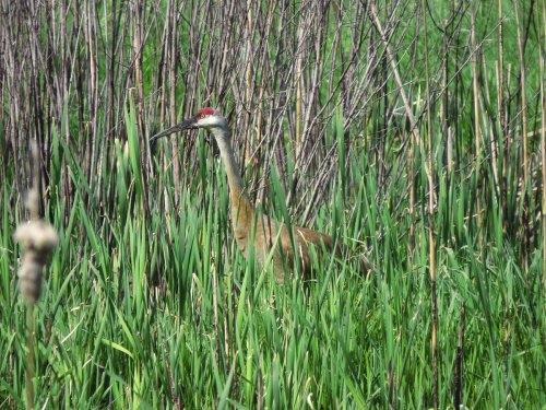 A sandhill crane stands among tall green grasses and reeds in a natural wetland habitat.