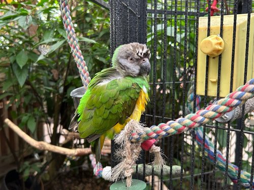 A colorful parrot with green and yellow feathers perched on a rope inside a birdcage, surrounded by greenery.