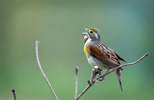A small bird with a yellow throat and brown wings perched on a branch, singing against a blurred green background.