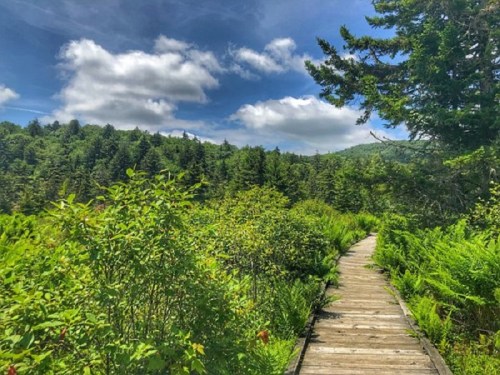 A wooden boardwalk winds through lush greenery and trees under a bright blue sky with fluffy clouds.