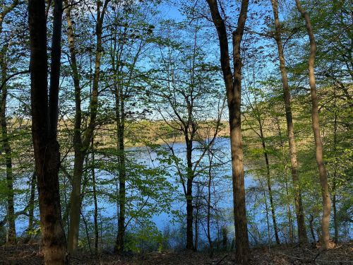 A serene view of a lake surrounded by lush green trees under a clear blue sky.