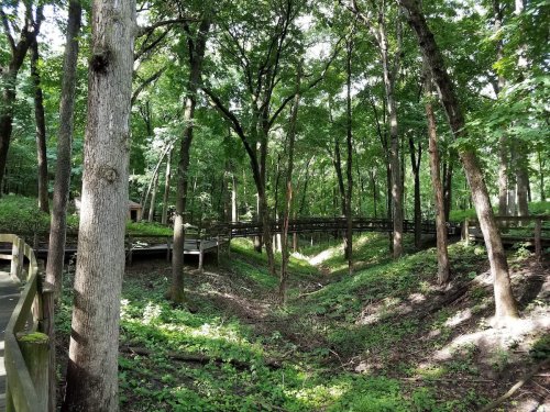 Lush green forest with tall trees and wooden walkways winding through a serene, natural landscape.