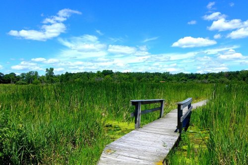 A wooden walkway leads through lush green marshland under a bright blue sky with fluffy white clouds.