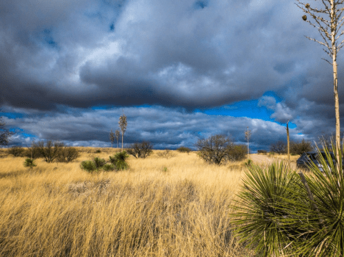 A vast landscape of golden grass under a dramatic sky with dark clouds and scattered vegetation.