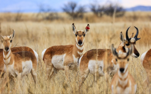 A group of pronghorn antelope in a grassy field, with one antelope wearing a red bird on its head.