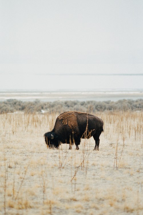A bison grazing in a snowy, open field with sparse vegetation and a distant landscape.