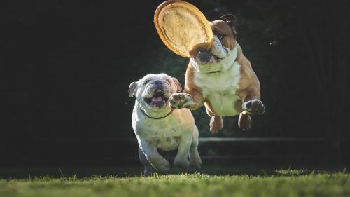 Two dogs joyfully leap in the air to catch a flying frisbee in a sunny outdoor setting.