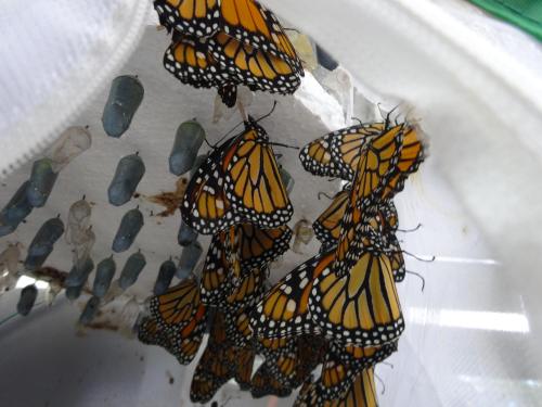 A close-up of monarch butterflies inside a mesh enclosure, with chrysalises visible on the walls.