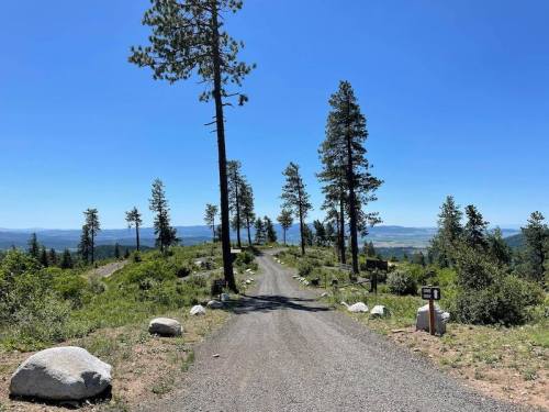 A gravel road winds through a sunny landscape with tall trees and distant mountains under a clear blue sky.