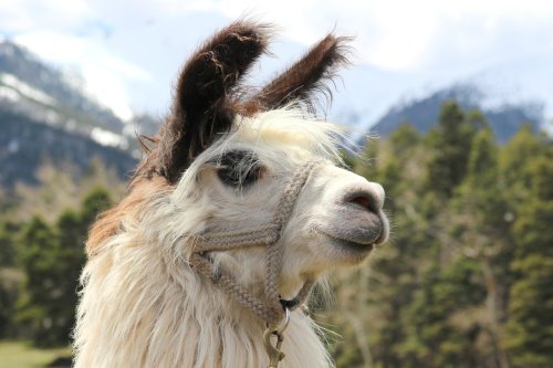 A close-up of a llama with fluffy white and brown fur, set against a backdrop of mountains and trees.