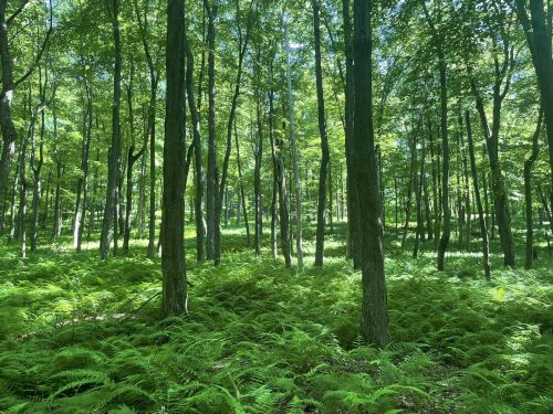 Lush green forest with tall trees and vibrant ferns covering the ground, illuminated by dappled sunlight.