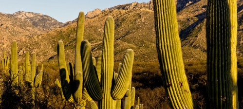 A desert landscape featuring tall, green cacti with mountains in the background under a clear blue sky.