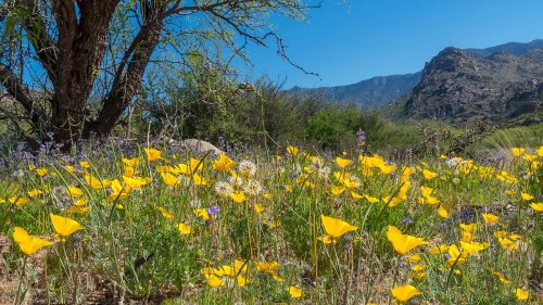 A vibrant field of yellow wildflowers under a clear blue sky, with mountains in the background and greenery surrounding.