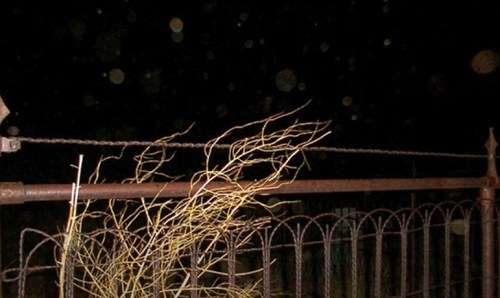 A dark scene featuring a rusty fence with dry twigs and a blurred background of floating orbs.