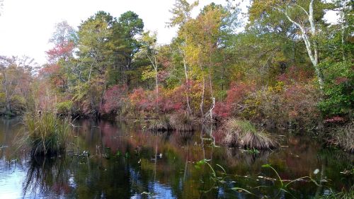 A serene wetland scene with colorful autumn foliage reflecting in calm water, surrounded by lush greenery and grasses.