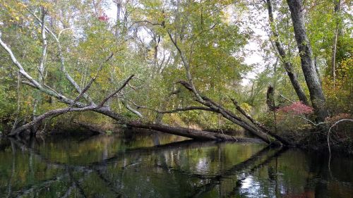 A serene river scene with fallen trees and lush greenery reflecting in the calm water.