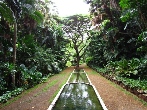 Lush green garden path with a central water feature and a large tree surrounded by tropical plants.