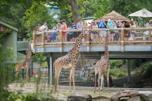 A crowd watches giraffes from a raised platform at a zoo, surrounded by trees and a natural setting.