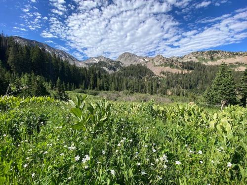 A lush green meadow with wildflowers, surrounded by mountains and a blue sky dotted with clouds.