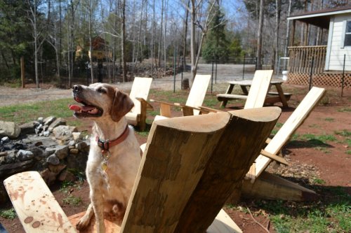 A happy dog sits on a wooden chair in a sunny yard with a fire pit and trees in the background.