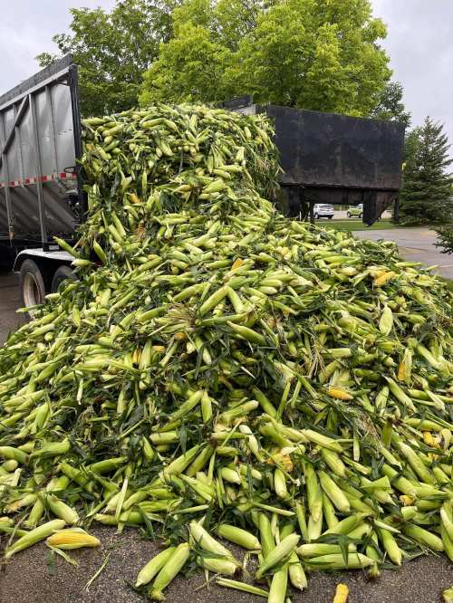 A large pile of corn husks and cobs spilling from a truck in a parking lot, surrounded by trees.