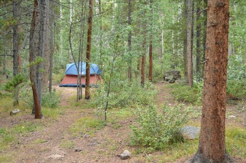 A blue and red tent nestled among tall trees and greenery in a forested campsite.