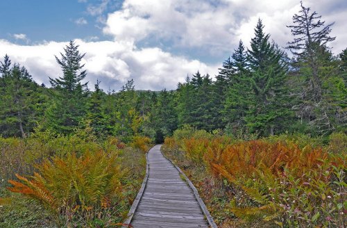 A wooden boardwalk winds through a lush forest with green trees and colorful ferns under a cloudy sky.