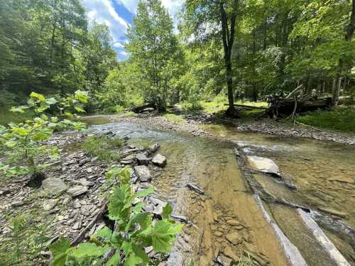 A serene stream flows through a lush green forest, with rocks and trees lining the banks under a bright blue sky.