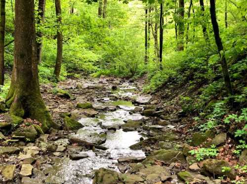 A serene forest scene featuring a rocky stream surrounded by lush green trees and foliage.