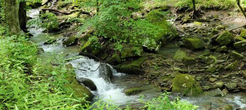 A serene stream flows through a lush, green forest, surrounded by moss-covered rocks and vibrant foliage.