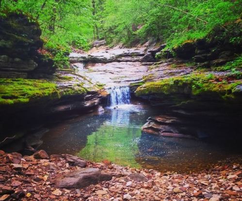 A serene forest scene featuring a small waterfall cascading into a clear pool, surrounded by lush greenery and rocks.