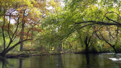 A serene river scene surrounded by lush green trees and autumn foliage, reflecting on the calm water.