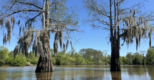 Two cypress trees standing in a bayou in Louisiana.