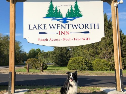 A black and white dog sits in front of a sign for Lake Wentworth Inn, featuring beach access, a pool, and free WiFi.