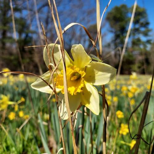 A close-up of a yellow daffodil surrounded by green grass and other blooming flowers in a sunny field.