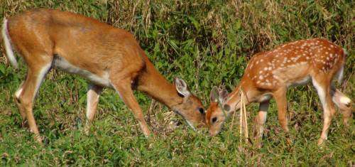 Two deer, one adult and one fawn with spots, grazing together in a grassy area surrounded by greenery.