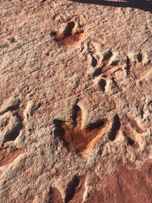 Fossilized dinosaur footprints on a rocky surface, showcasing distinct claw marks and textured details.