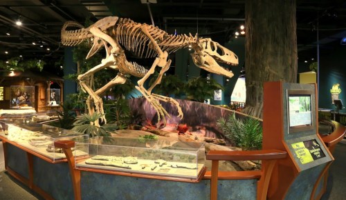 A dinosaur skeleton on display in a museum, surrounded by plants and informational exhibits.