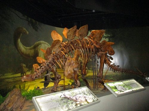 A dinosaur skeleton on display in a museum, with informative panels and a prehistoric backdrop.